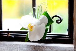 Buttonhole flower in the window